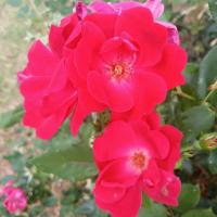 Rose sauvage des Hautes-Pyrénées